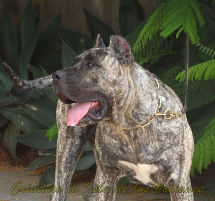 Dogo Canario. LLAIMA DE LA ISLA DE LOS VOLCANES.