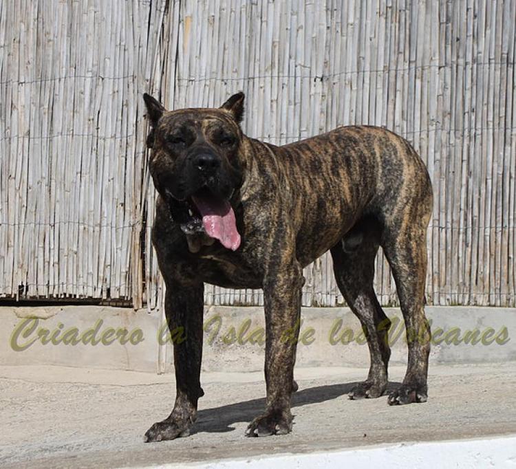 Dogo Canario. Faraon De La Isla De Los Volcanes con 17 meses.