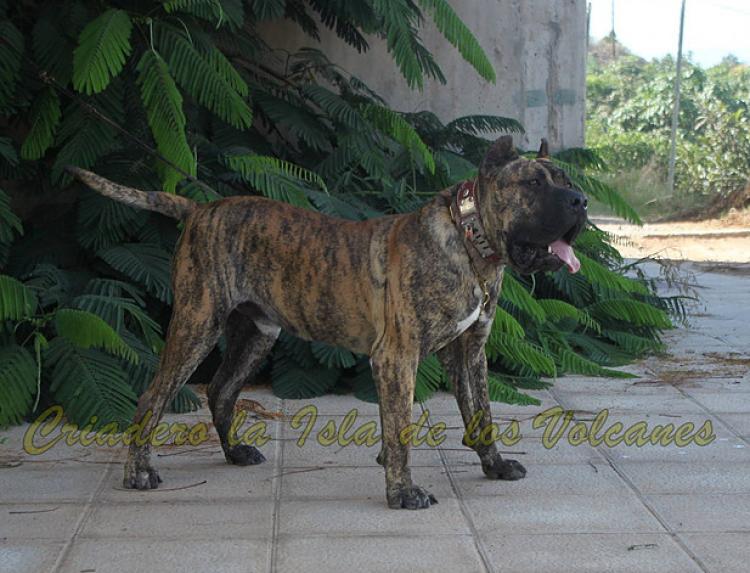 Dogo Canario. Lancelot De La Isla De Los Volcanes.