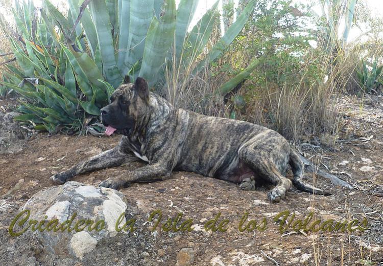 Dogo Canario. Faina De La Isla De Los Volcanes.