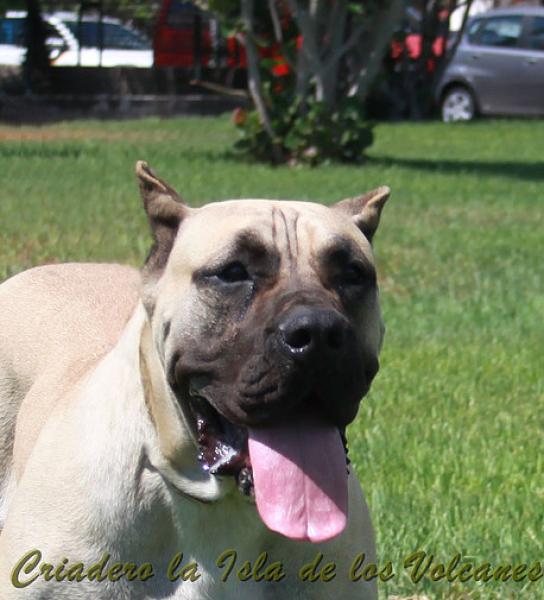 Dogo Canario. Vicky De La Isla De Los Volcanes con 12 meses.
