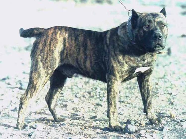 Dogo Canario. Capitan.