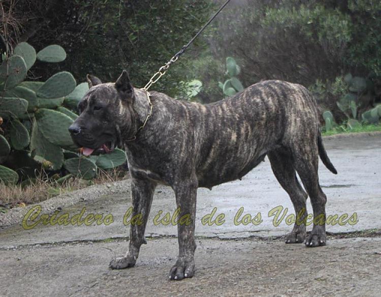 Dogo Canario. Haria De La Isla De Los Volcanes.
