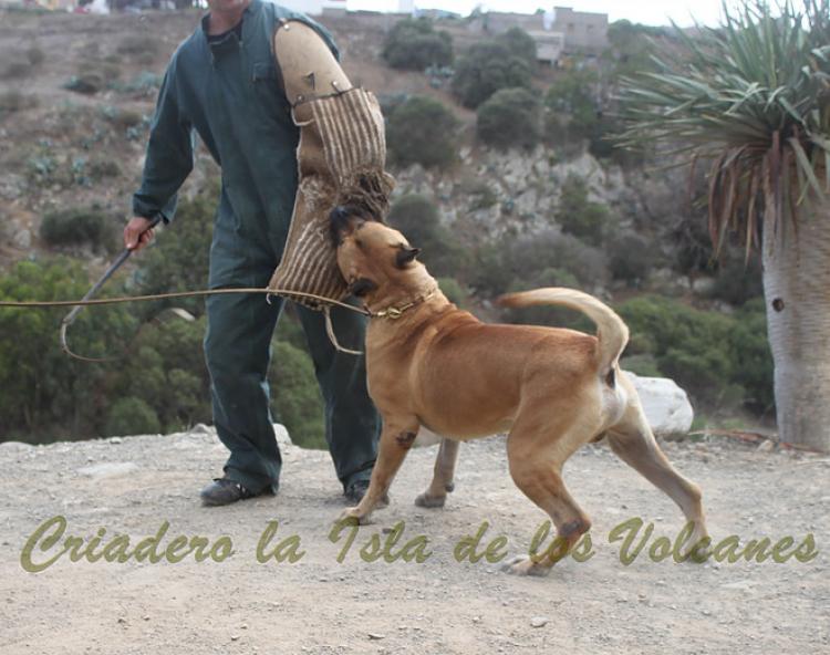 Dogo Canario. Turco De La Isla De Los Volcanes. Prueba de Caracter. Dogo Canario. Turco De La Isla De Los Volcanes. Prueba de Caracter.
