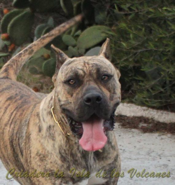 Dogo Canario. Estela De La Isla De Los Volcanes con 16 meses.