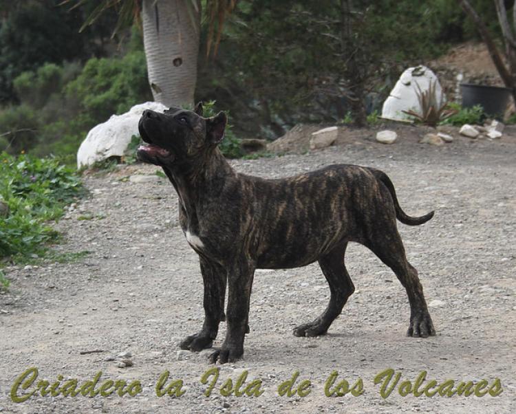 Dogo Canario. Cora De La Isla De Los Volcanes con 4 meses.