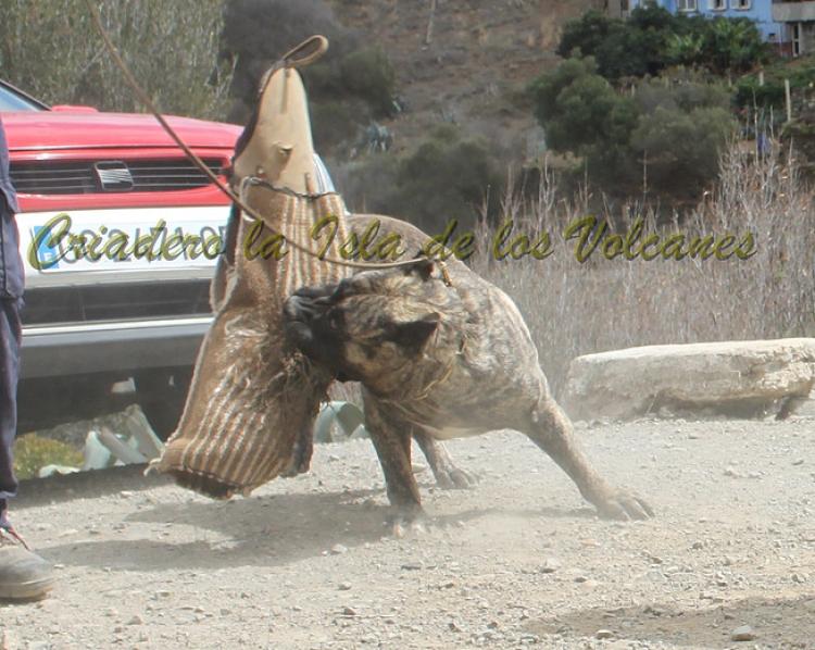 Dogo Canario. Faina De La Isla De Los Volcanes. Prueba de Caracter.