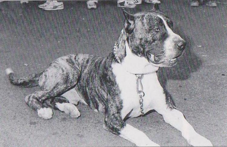 Dogo Canario. Fotos Historicas. Zorba.