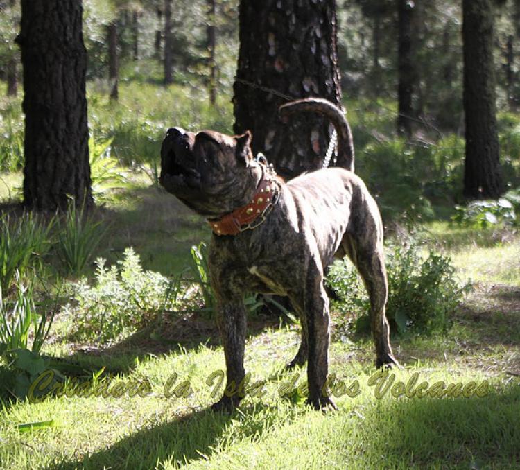 Dogo Canario. Faraon De La Isla De Los Volcanes. Dogo Canario. Faraon De La Isla De Los Volcanes.