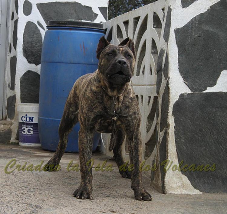 Dogo Canario. Faraon De La Isla De Los Volcanes con 8 meses.