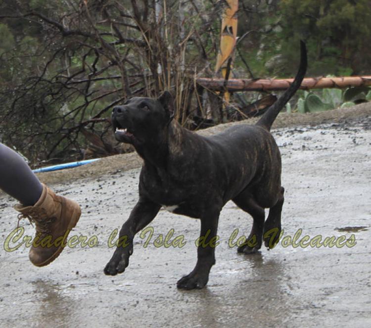 Dogo Canario. King De La Isla De Los Volcanes.