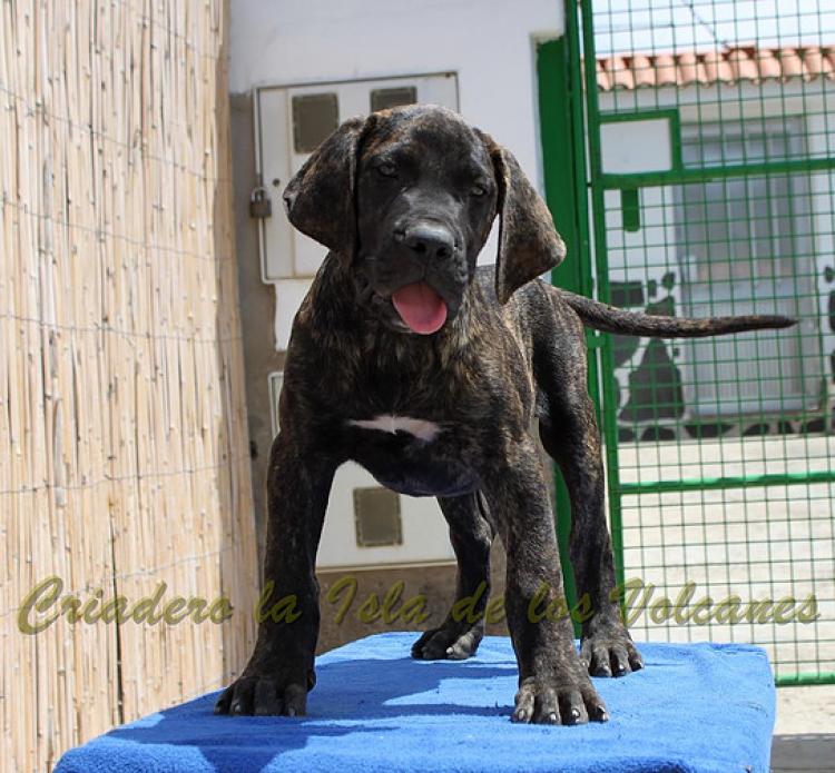 Dogo Canario. FRANCO DE LA ISLA DE LOS VOLCANES de cachorro.