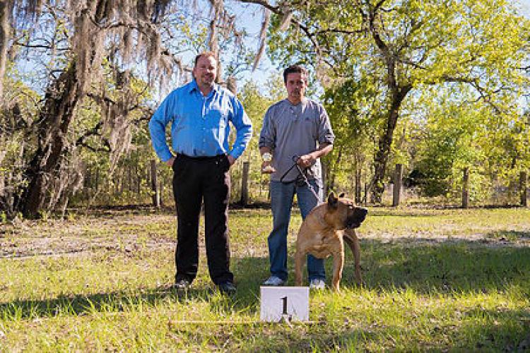 Dogo Canario. Turco De La Isla De Los Volcanes.