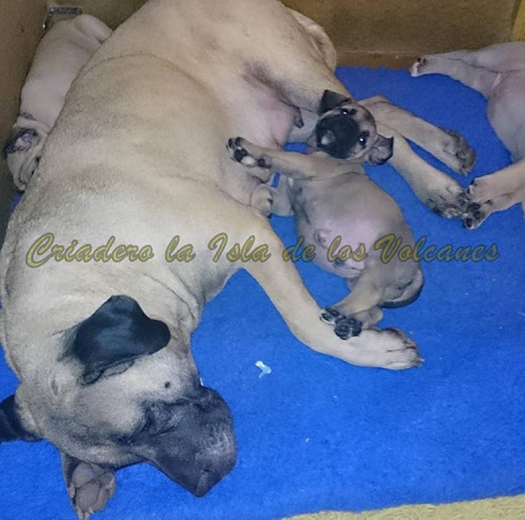Dogo Canario. Ambar De La Isla De Los Volcanes.