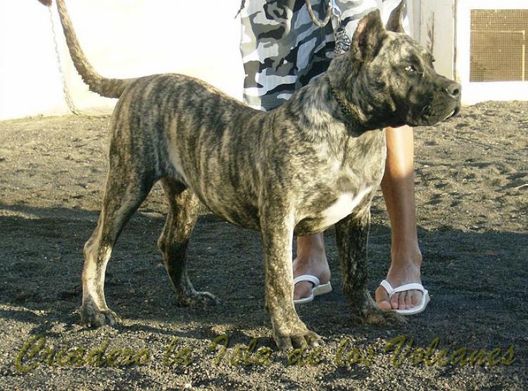 Dogo Canario. Faina De La Isla De Los Volcanes con 6 meses.