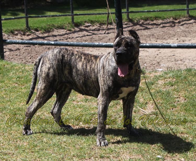 Dogo Canario. LLAIMA DE LA ISLA DE LOS VOLCANES con 24 meses.