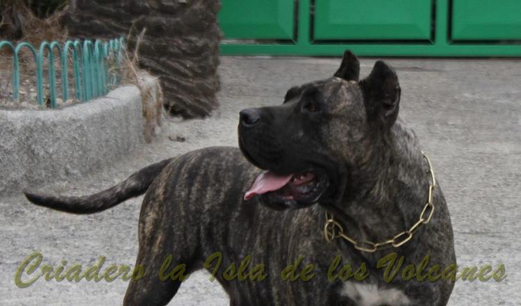 Dogo Canario. Cora De La Isla De Los Volcanes en 2014.
