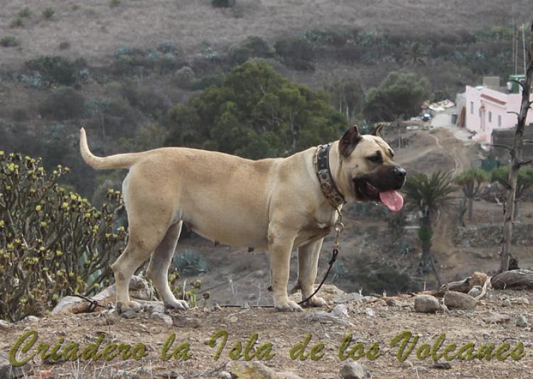 Dogo Canario. Agora De Isla De Los Volcanes.