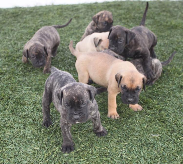 Dogo Canario. Camada 2016.