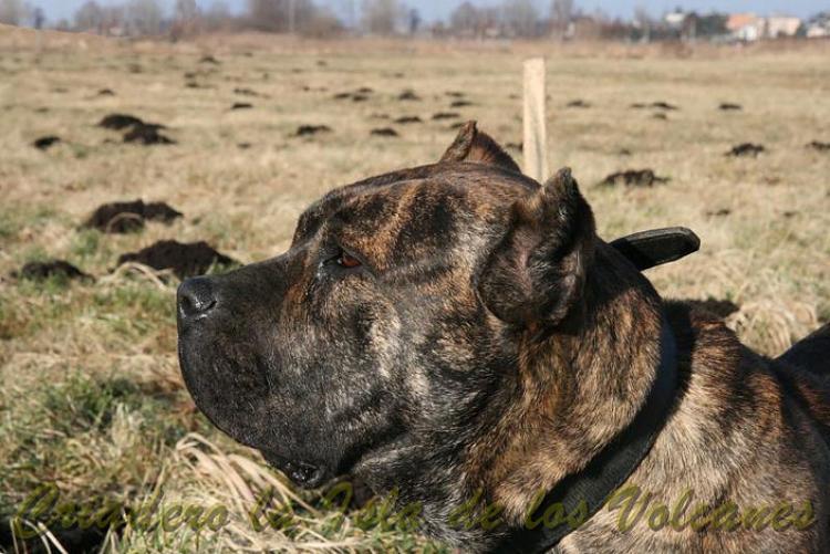 Dogo Canario. Cora De Presas Yeyfe.