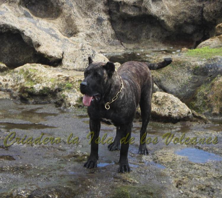 Dogo Canario. FANNY DE LA ISLA DE LOS VOLCANES de joven.