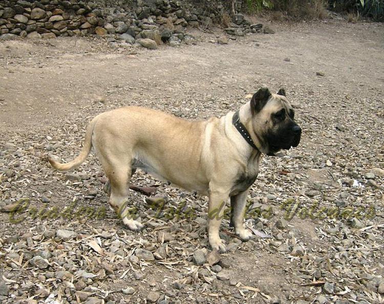 Dogo Canario. Duna De La Isla De Los Volcanes.