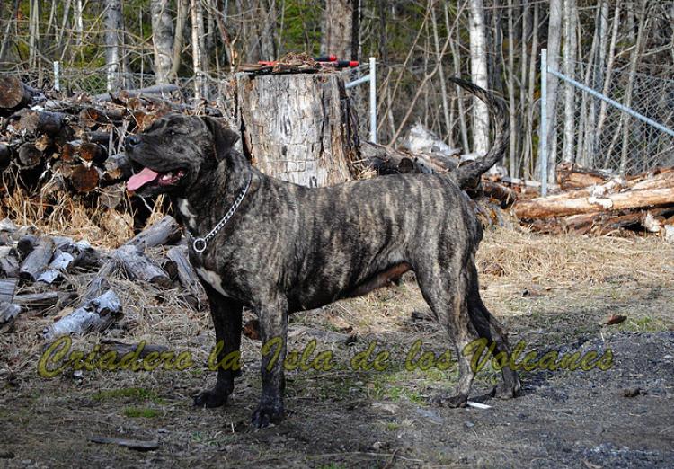 Dogo Canario. Ulka De La Isla De Los Volcanes.
