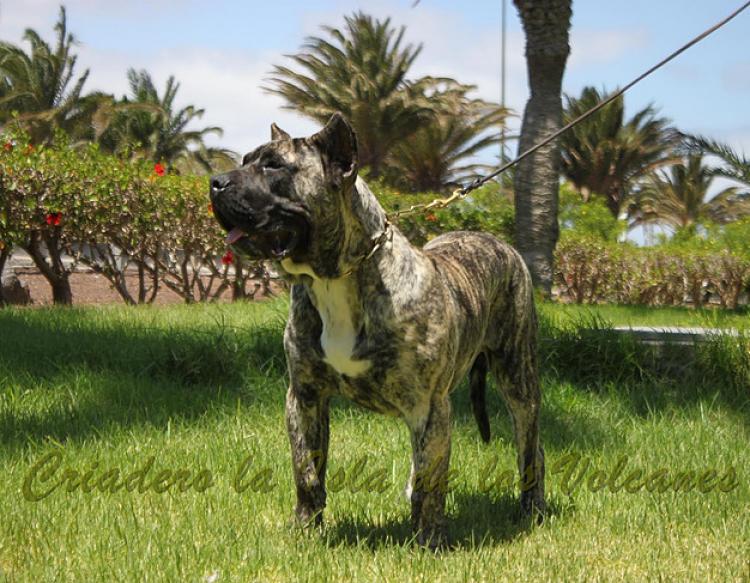 Dogo Canario. Hurcan De La Isla De Los Volcanes.