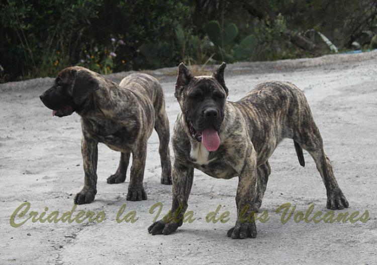 Dogo Canario. Hurcan De La Isla De Los Volcanes.