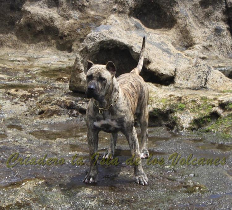 Dogo Canario. Estela De La Isla De Los Volcanes.