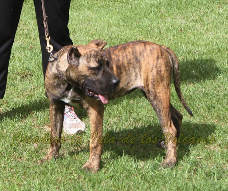 Dogo Canario. Tara De La Isla De Los Volcanes.