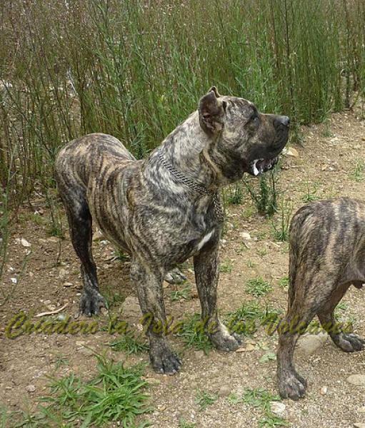 Dogo Canario. Jairo De La Isla De Los Volcanes. Dogo Canario. Jairo De La Isla De Los Volcanes.