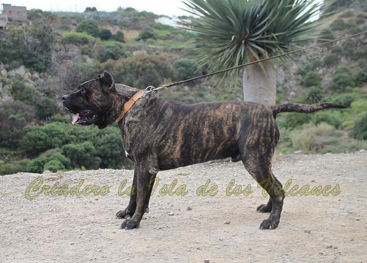 Dogo Canario. FRANCO DE LA ISLA DE LOS VOLCANES.
