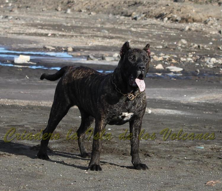 Dogo Canario. FANNY DE LA ISLA DE LOS VOLCANES con 8 meses.