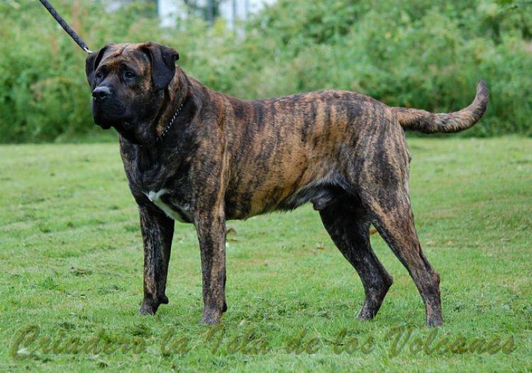 Dogo Canario. Kenzo De La Isla De Los Volcanes.