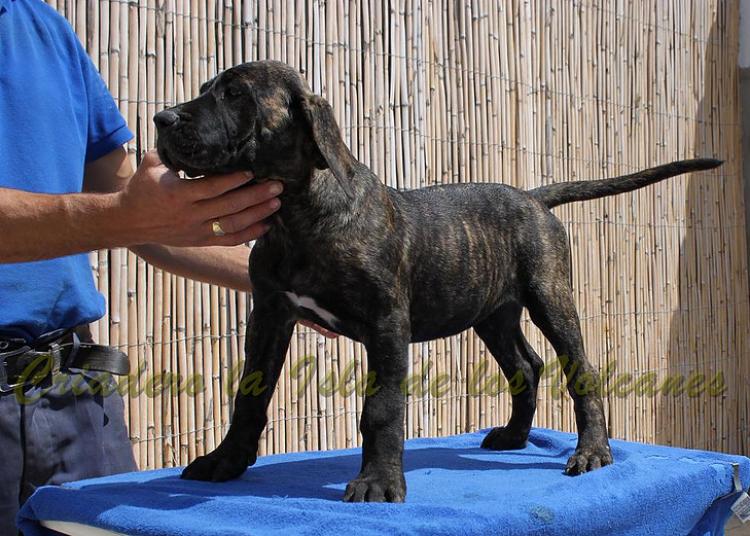 Dogo Canario. FANNY DE LA ISLA DE LOS VOLCANES de cachorra.