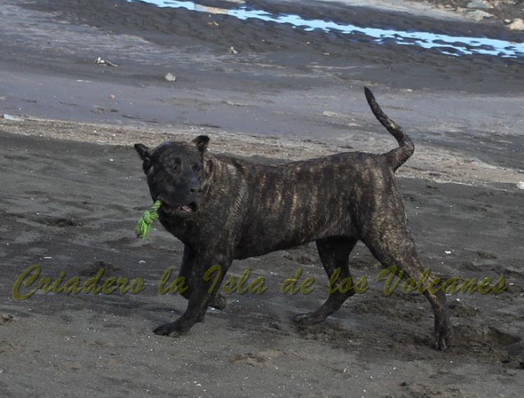 Dogo Canario. FANNY DE LA ISLA DE LOS VOLCANES con 8 meses.