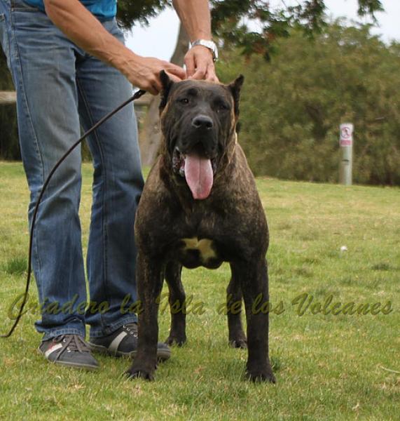 Dogo Canario. FANNY DE LA ISLA DE LOS VOLCANES de joven.