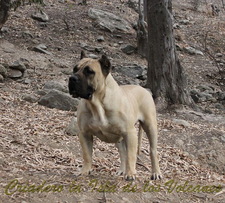 Dogo Canario. Vicky De La Isla De Los Volcanes en 2013.