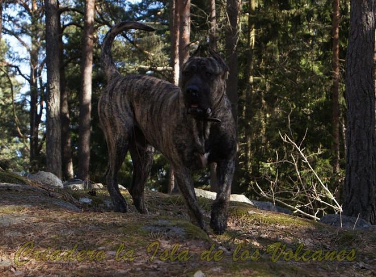 Dogo Canario. Larry De La Isla De Los Volcanes.