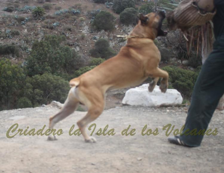 Dogo Canario. Turco De La Isla De Los Volcanes. Prueba de Caracter.