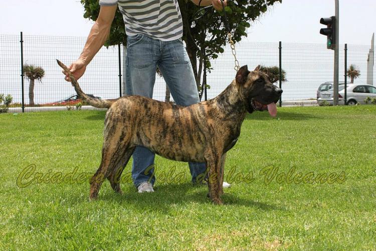 Dogo Canario. Wendy De La Isla De Los Volcanes.