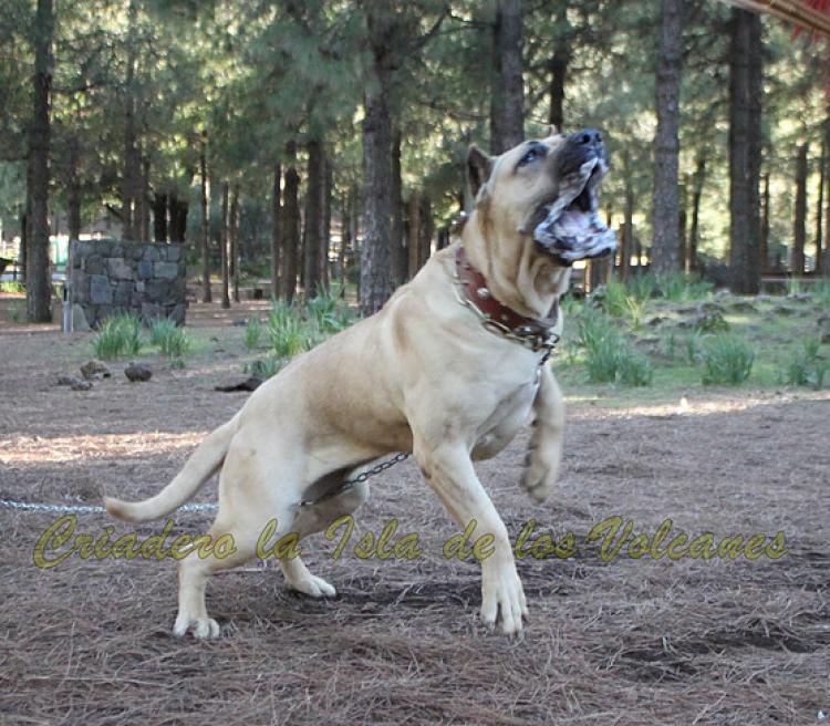 Dogo Canario. Vera I De La Isla De Los Volcanes.