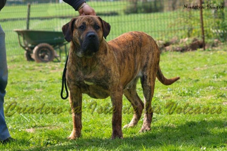 Dogo Canario. Kimbo De La Isla De Los Volcanes.