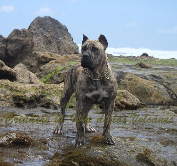 Dogo Canario. Estela De La Isla De Los Volcanes de joven.