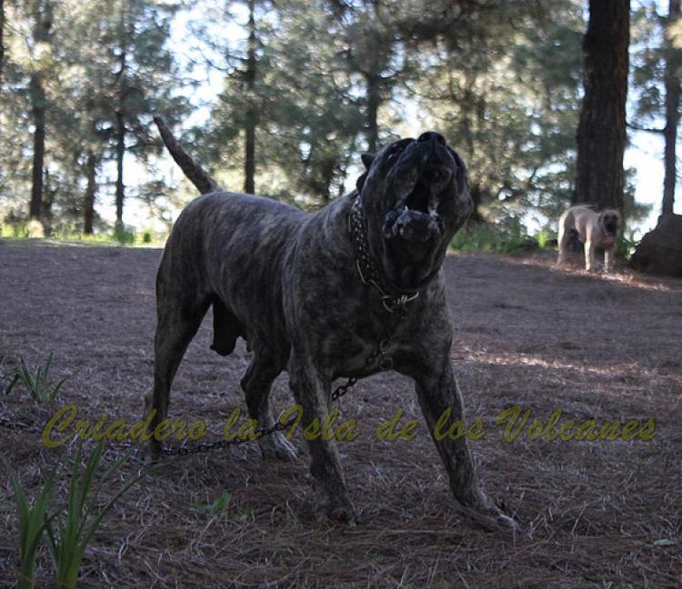 Dogo Canario. Faina De La Isla De Los Volcanes en 2015.