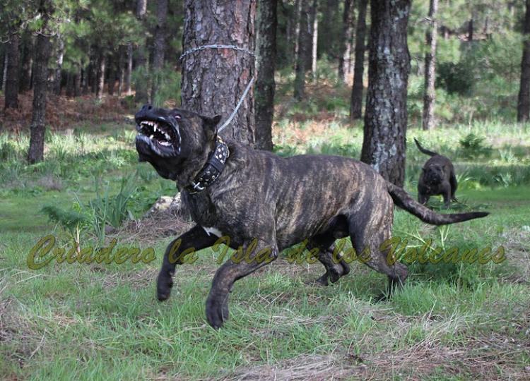 Dogo Canario. FRANCO DE LA ISLA DE LOS VOLCANES con 20 meses.