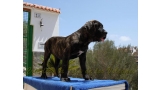 Dogo Canario. FANNY DE LA ISLA DE LOS VOLCANES de cachorra.
