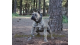 Dogo Canario. Estela De La Isla De Los Volcanes con 20 meses.