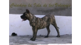 Dogo Canario. Faina De La Isla De Los Volcanes con 6 meses.